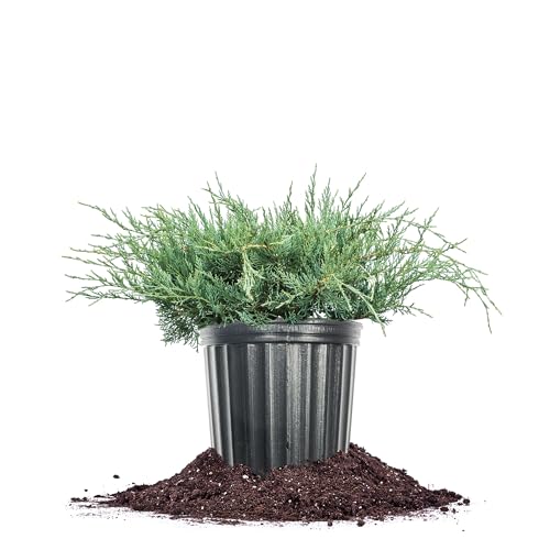 Grey Owl Juniper 3 Gallon Evergreen Low Spreading Shrub L554604