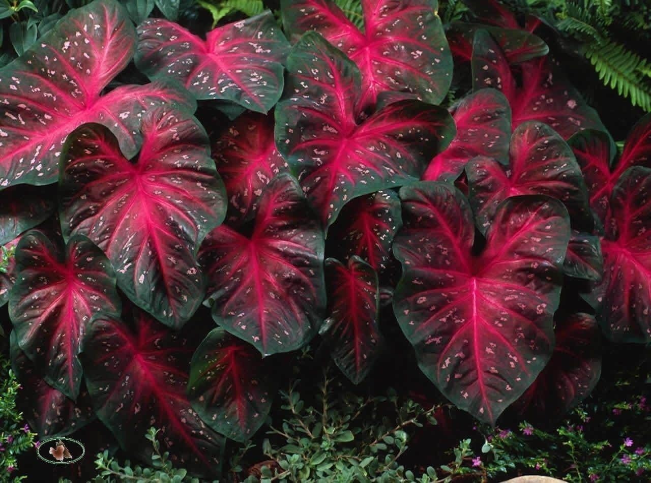 10 Bulbs Caladium Red Flash I6835