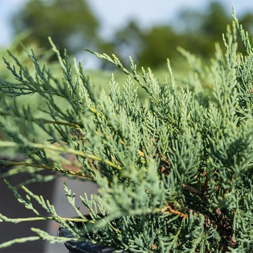 Grey Owl Juniper 3 Gallon Evergreen Low Spreading Shrub L554604