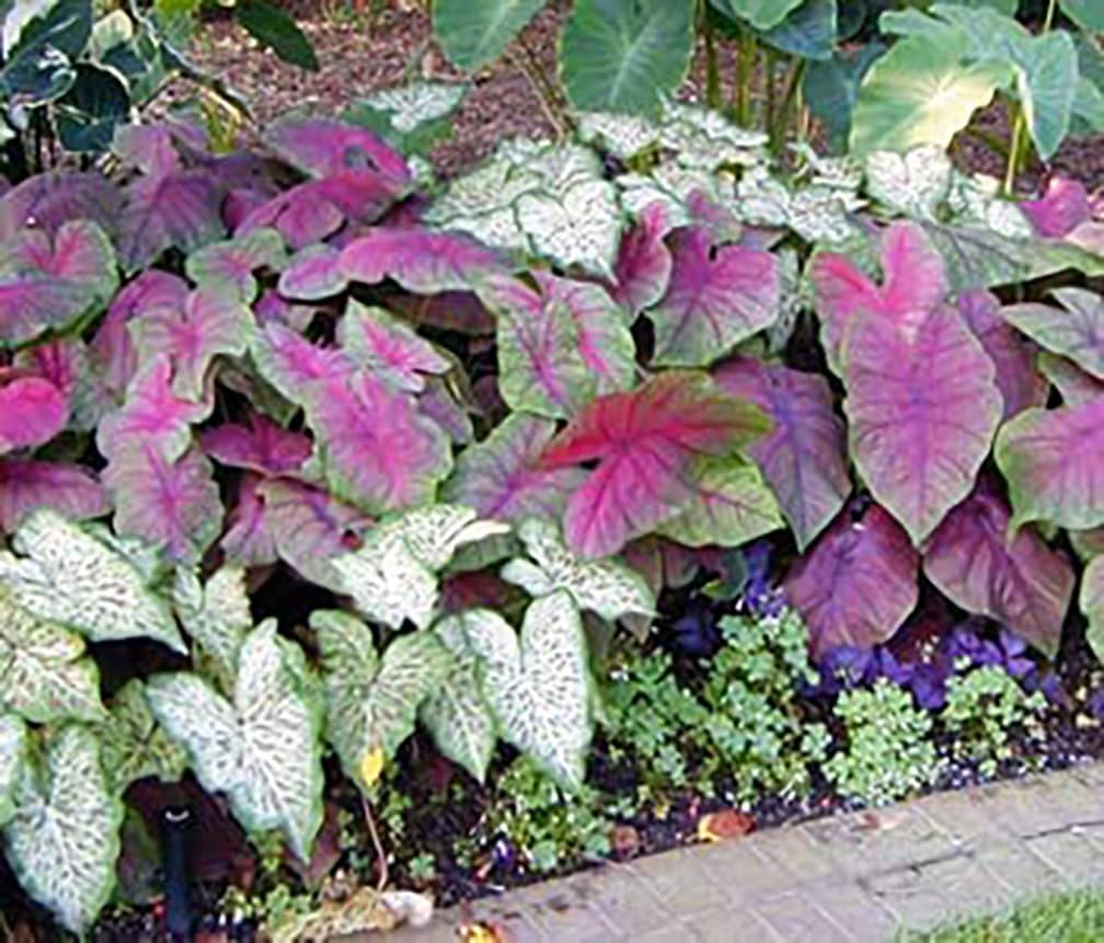 White with Red Marks Caladium O279