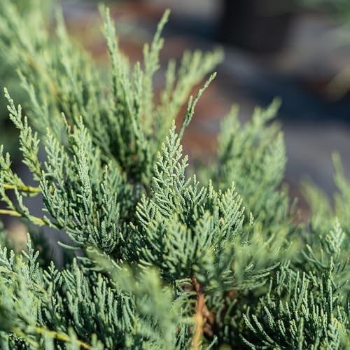 Grey Owl Juniper 3 Gallon Evergreen Low Spreading Shrub L554604
