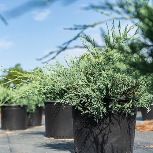 Grey Owl Juniper 3 Gallon Evergreen Low Spreading Shrub L554604