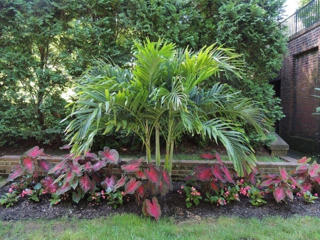 10 Bulbs Caladium Red Flash I6835