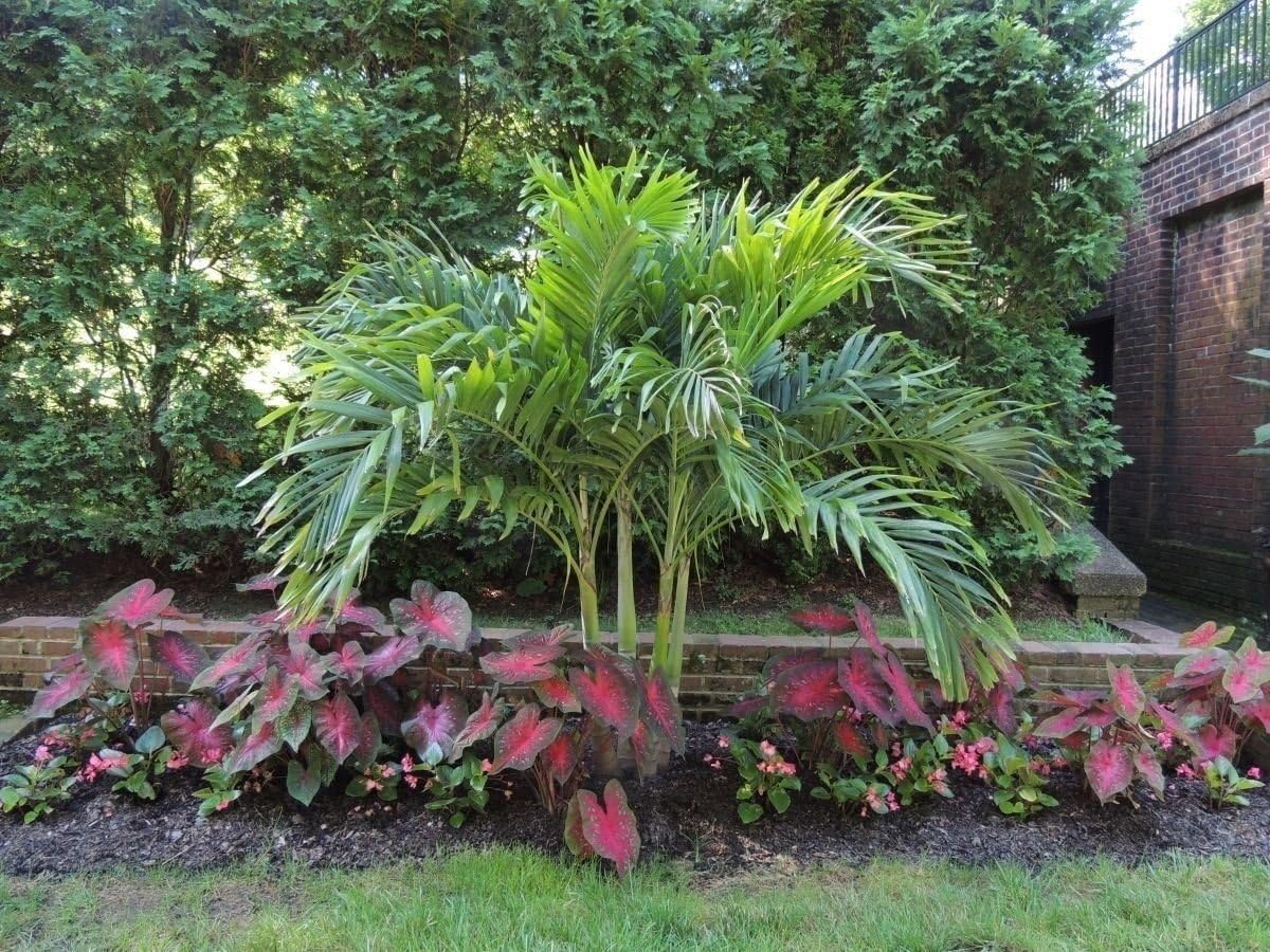 10 Bulbs Caladium Red Flash I6835
