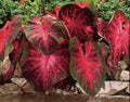 10 Bulbs Caladium Red Flash I6835