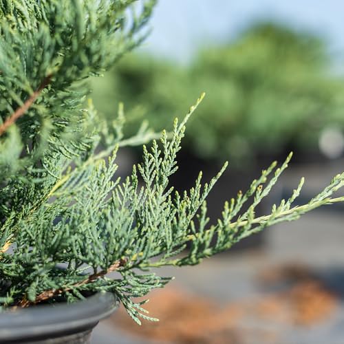 Grey Owl Juniper 3 Gallon Evergreen Low Spreading Shrub L554604